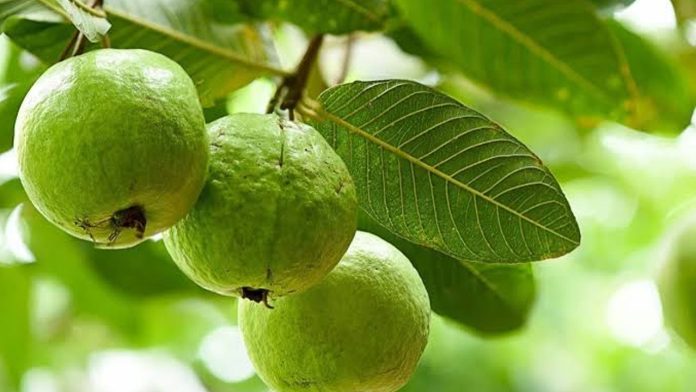 Guava Benefits