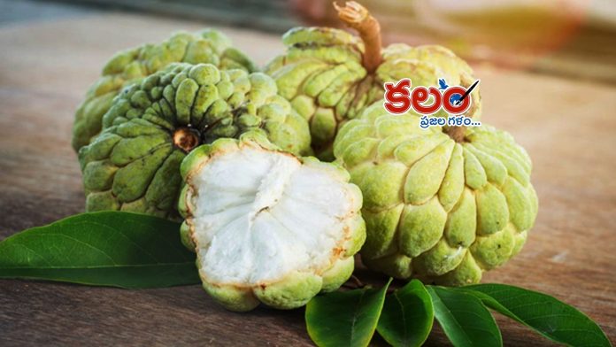 Custard Apple