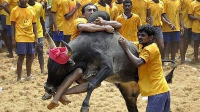 Jallikattu Mishap