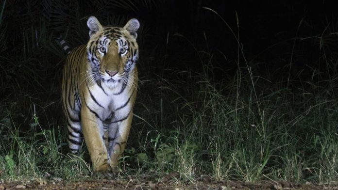Eluru Tiger
