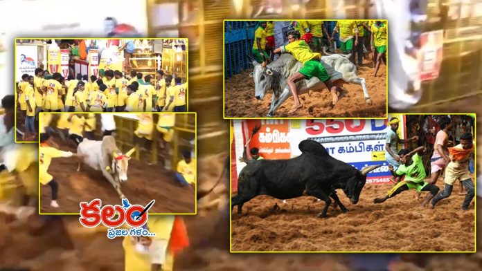 Jallikattu