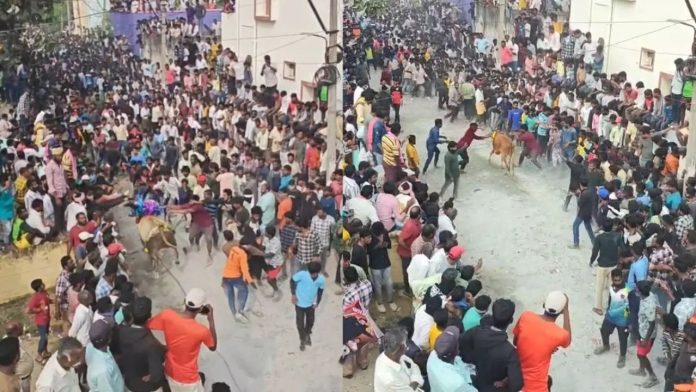 Jallikattu