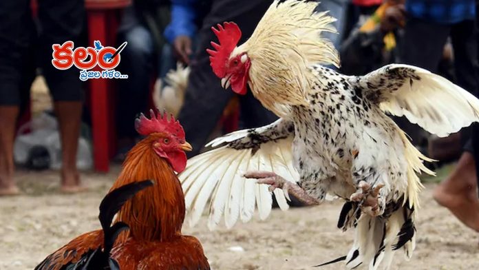 Cock Fight