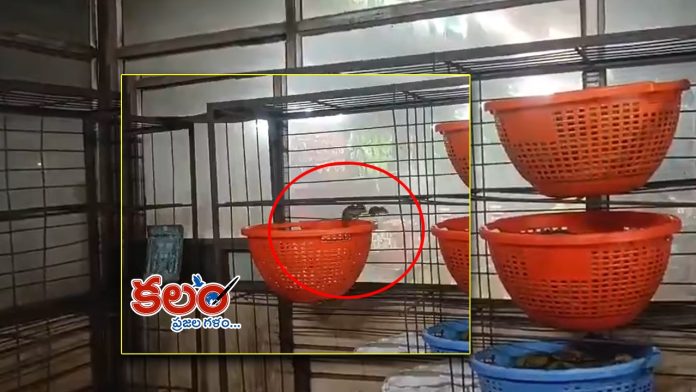Annavaram Prasadam