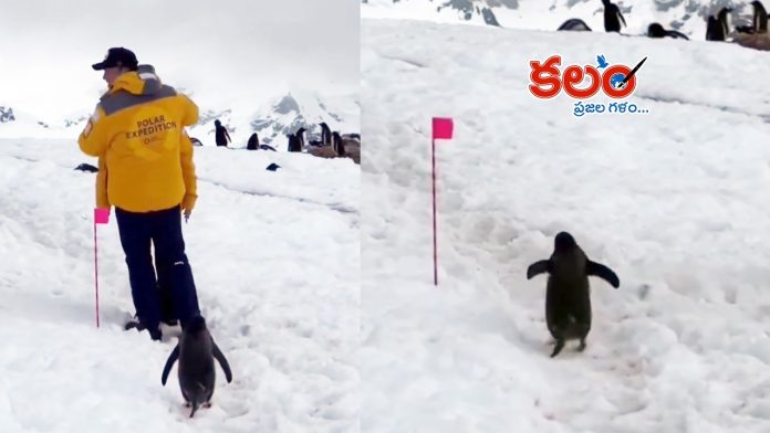Penguin