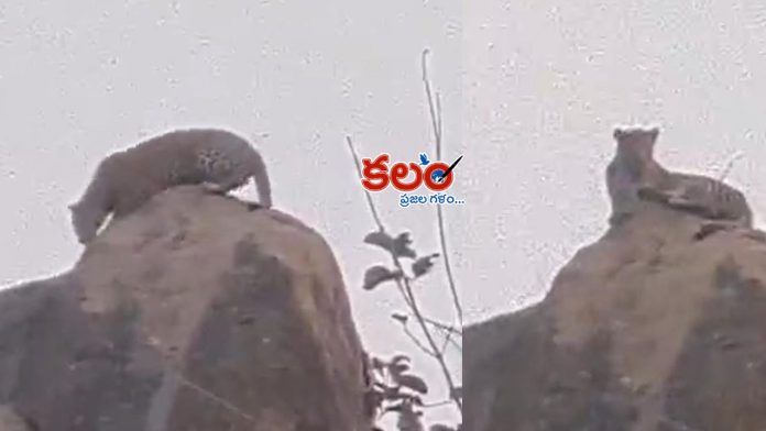 Medak