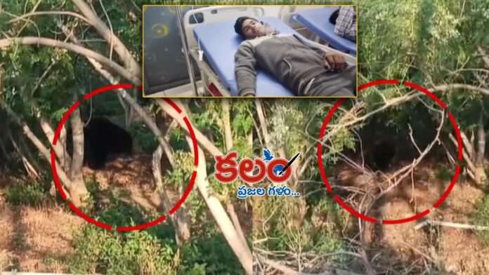 Maharashtra Giant Bear