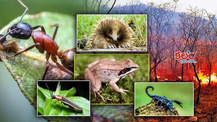 Animals Fire Survival Skills