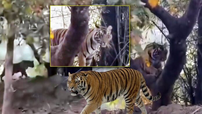 Tiger Movement Jagtial