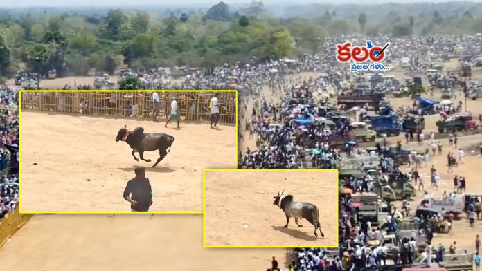 Jallikattu