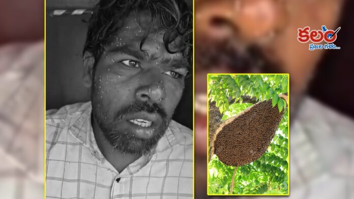 Sangareddy Honey Bee Attack