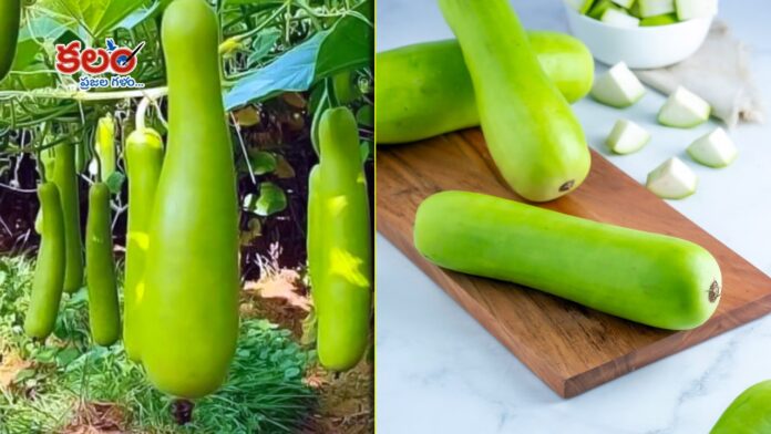 Bottle Gourd