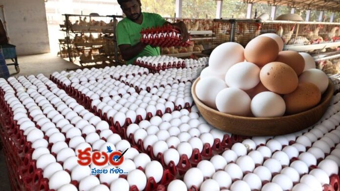 Egg Price