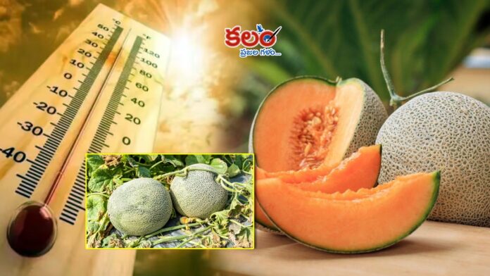 Muskmelon
