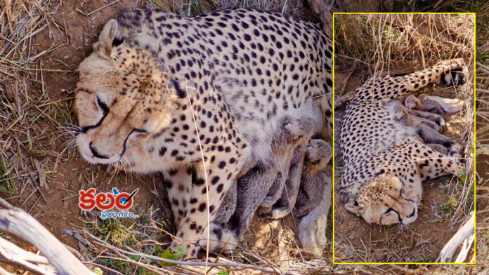 Cheetah Jwala