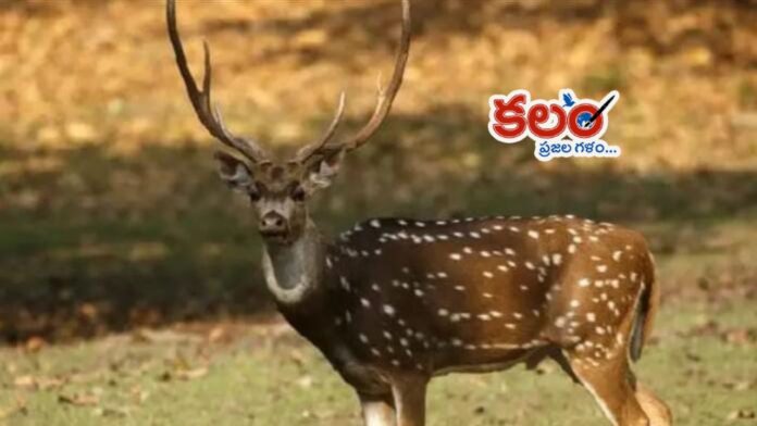 Bhadradri Kothagudem