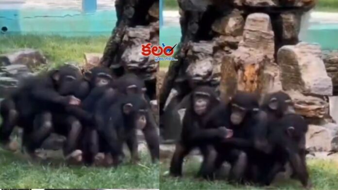 Chimpanzee train