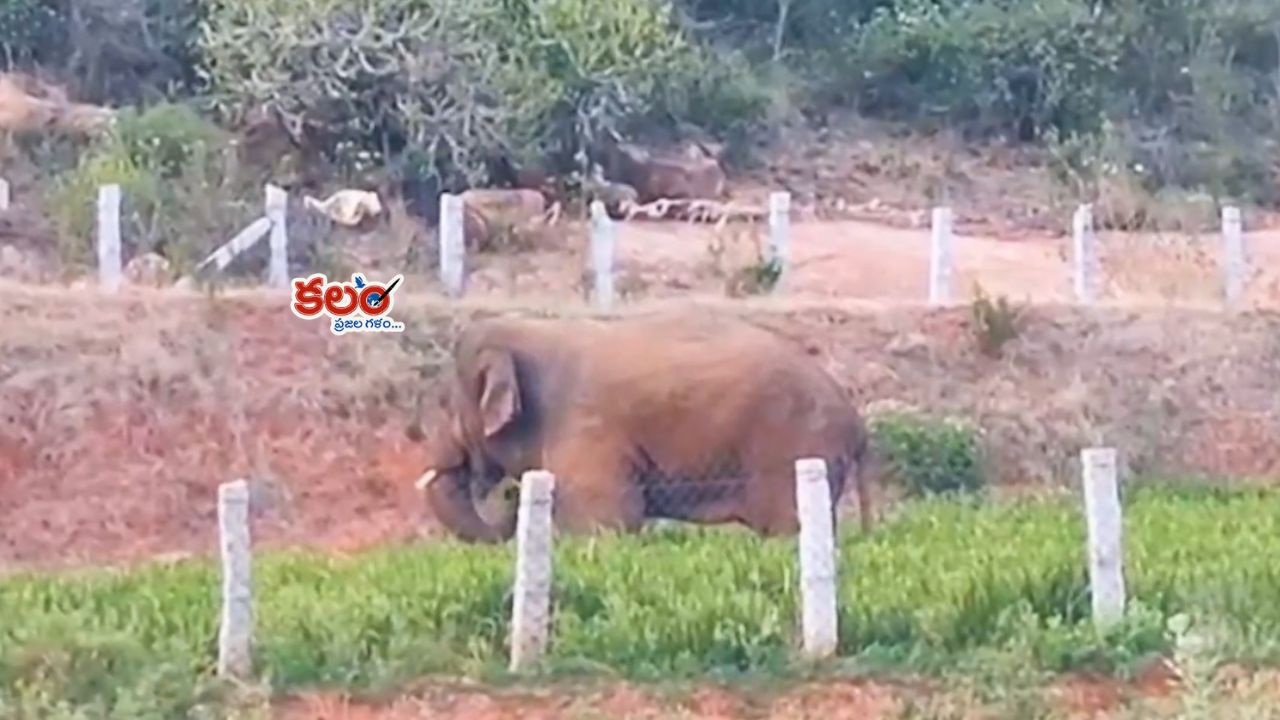 తిరుపతి శేషాపురం అటవీ ప్రాంతంలో అడవి ఏనుగుల సంచారం, గ్రామాల్లో ఆందోళన