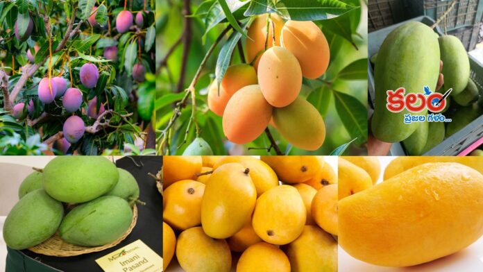 Mango Varieties