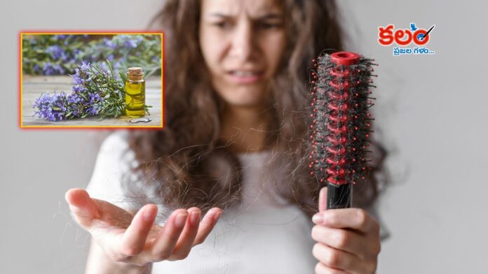 Rosemary oil
