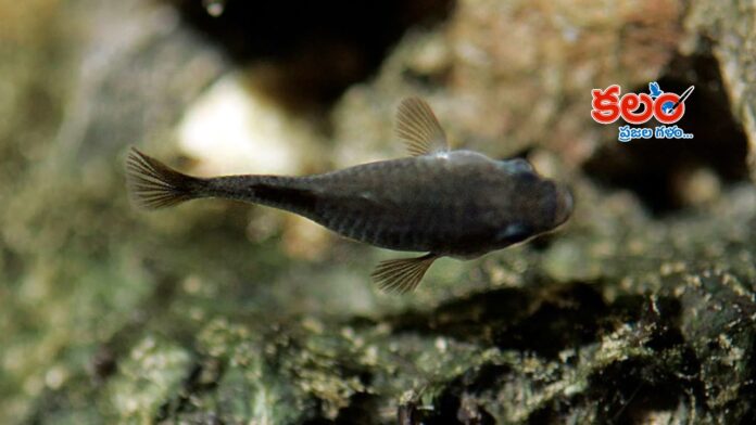 Devils Hole Pupfish