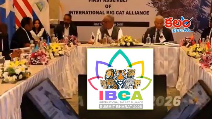 IBCA Summit
