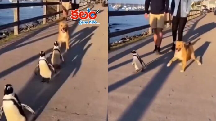 Penguin