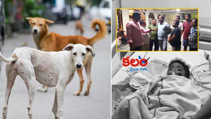 Stray Dogs Attack