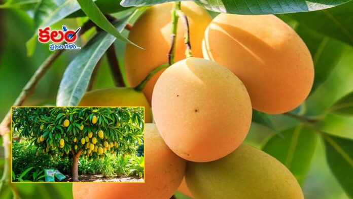 Mangoes