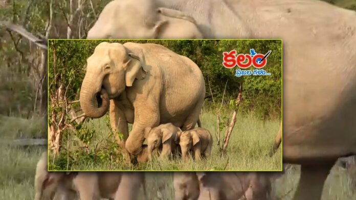 Twin Elephant Calves