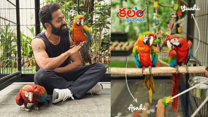 Jr NTR