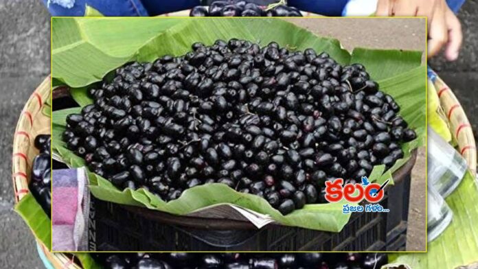 Java Plum