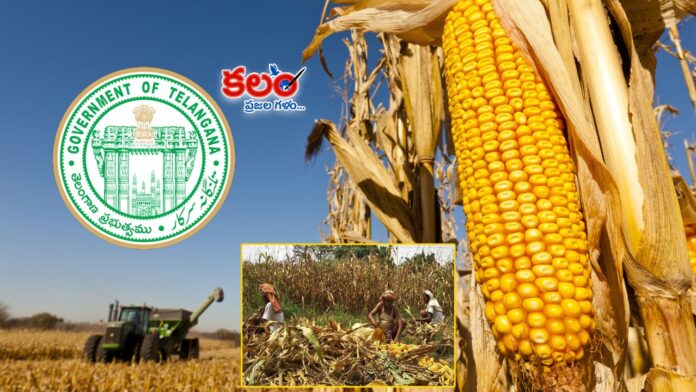 Maize Farmers