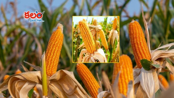 Maize Procurement
