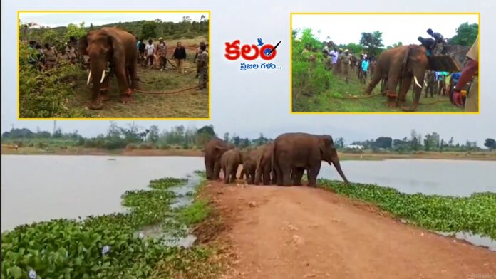Kumki Elephants