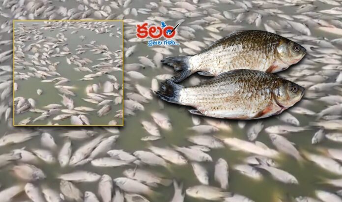 Heavy Fish Death
