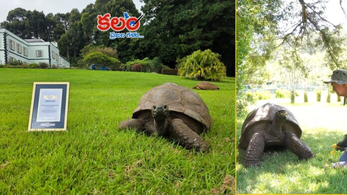 Jonathan Tortoise