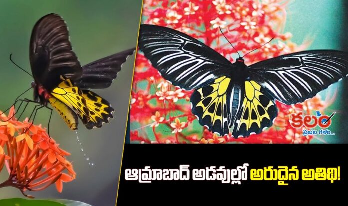 Southern Birdwing Butterfly