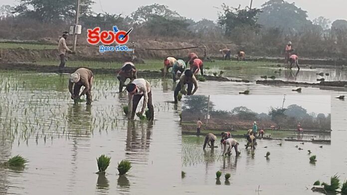 North Indian Paddy Workers