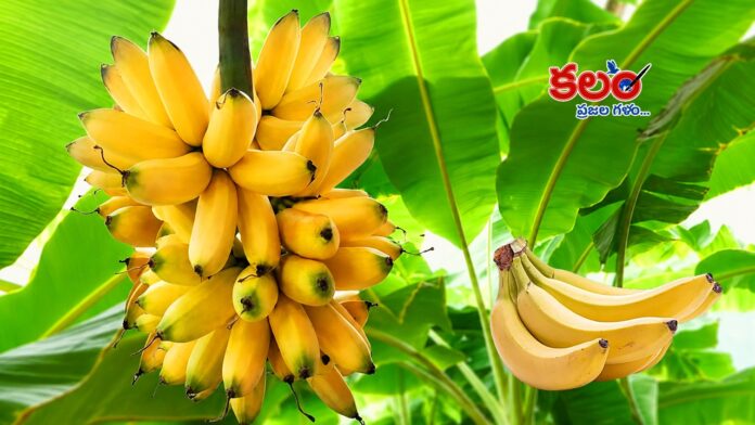 Banana Benefits