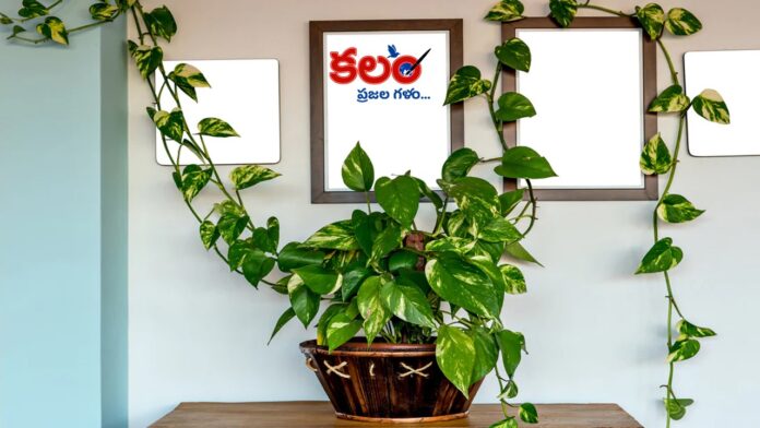 Money Plant