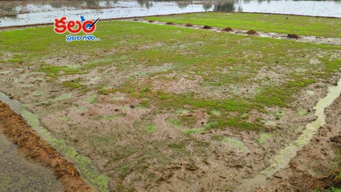KNM 12510 Paddy Variety