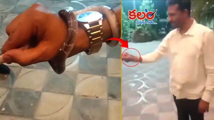 Snake Bite
