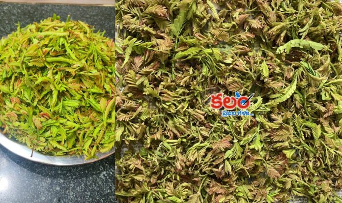 Tamarind Leaves