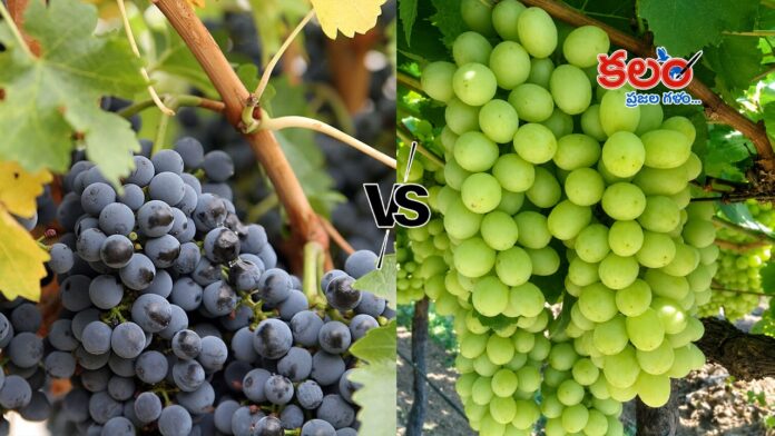 Grapes