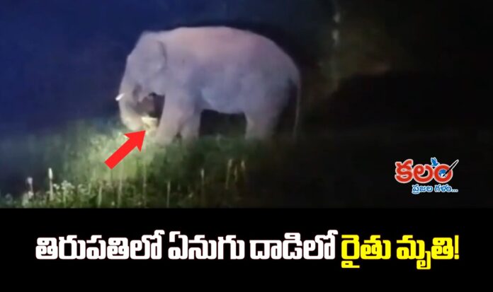 Elephant Attack