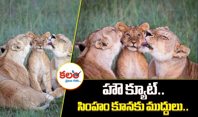 Cute Animal Moments