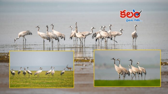 Migratory Birds
