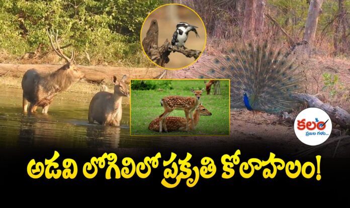 Kawal Tiger Reserve
