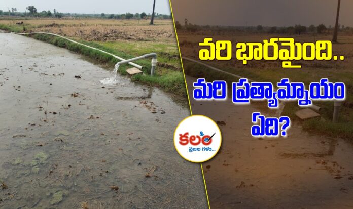 Nalgonda Paddy
